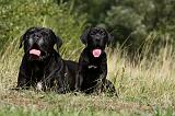 CANE CORSO 867